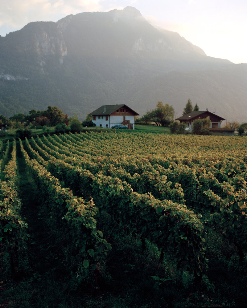 Afar - Alpine Wine - Harry Mitchell