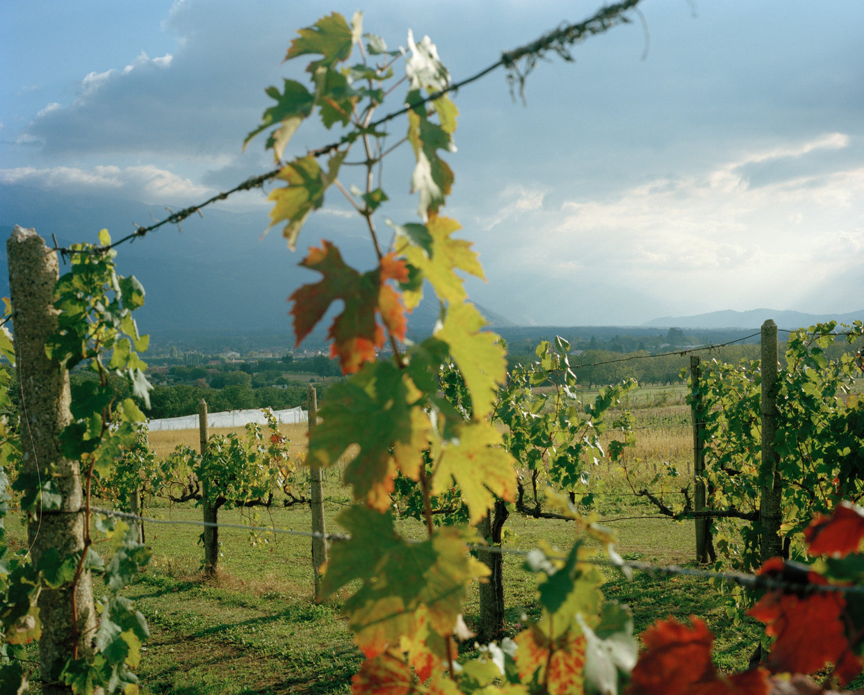 Afar - Alpine Wine - Harry Mitchell
